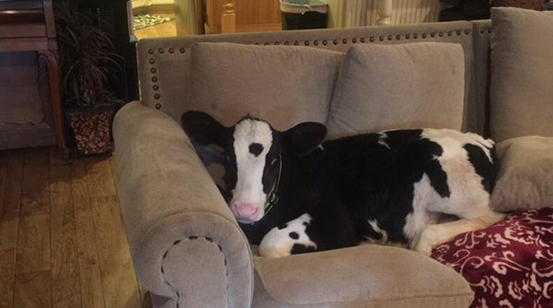 Photo credit: @shaysasprocky via Twitter