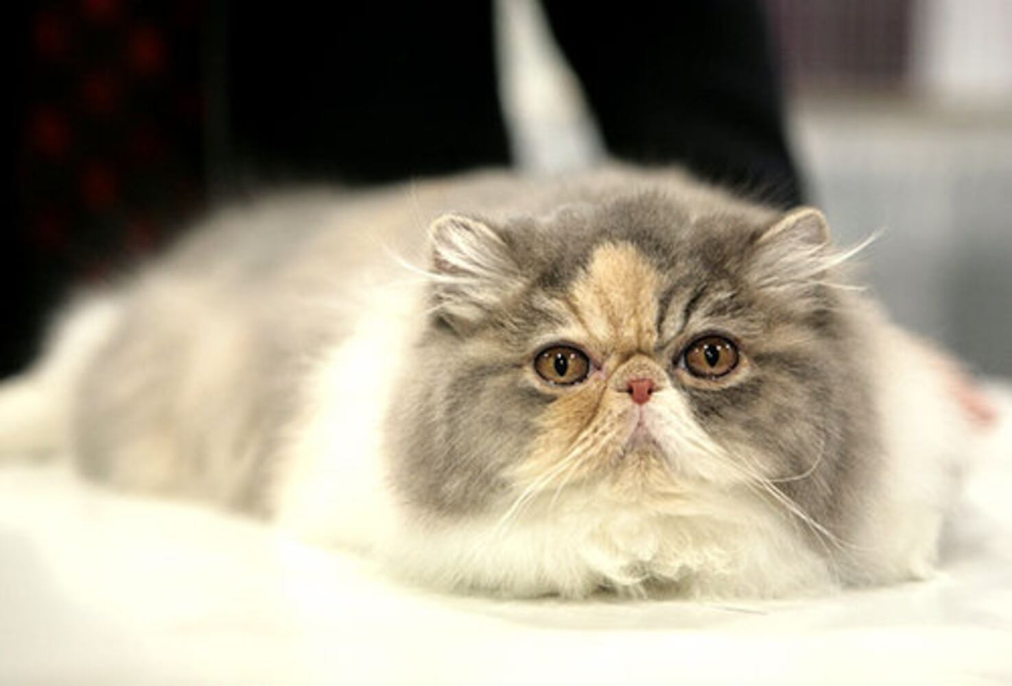 CFA International Cat Show