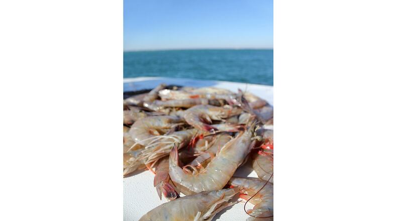 Over two-thirds of the shrimp harvested in the United States comes from the Gulf of Mexico, such as the shrimp shown here. Courtesy of Coastal Mississippi