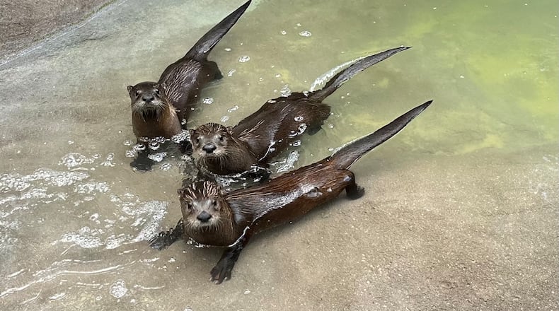 Orphaned otters from Louisiana are now at the Yellow River Animal Sanctuary, which opened a new exhibit in mid June, 2024. Here are three of them on July 9, 2024. RODNEY HO/rho@ajc.com