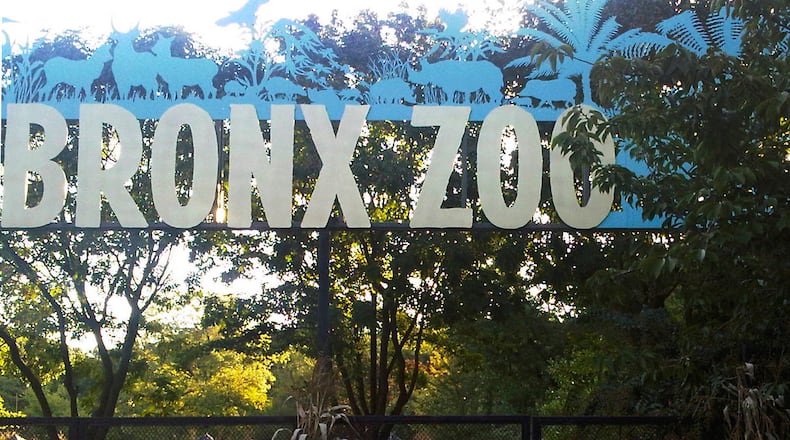 A tiger at the Bronx Zoo has tested positive for the new coronavirus. It’s believed to be the first infection in an animal in the U.S. and the first known in a tiger anywhere.