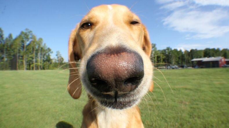 Dogs can be microchipped for free Sept. 17-20 at the Cherokee County Animal Shelter in Canton. The service is by appointment only and is available only to county residents. AJC FILE