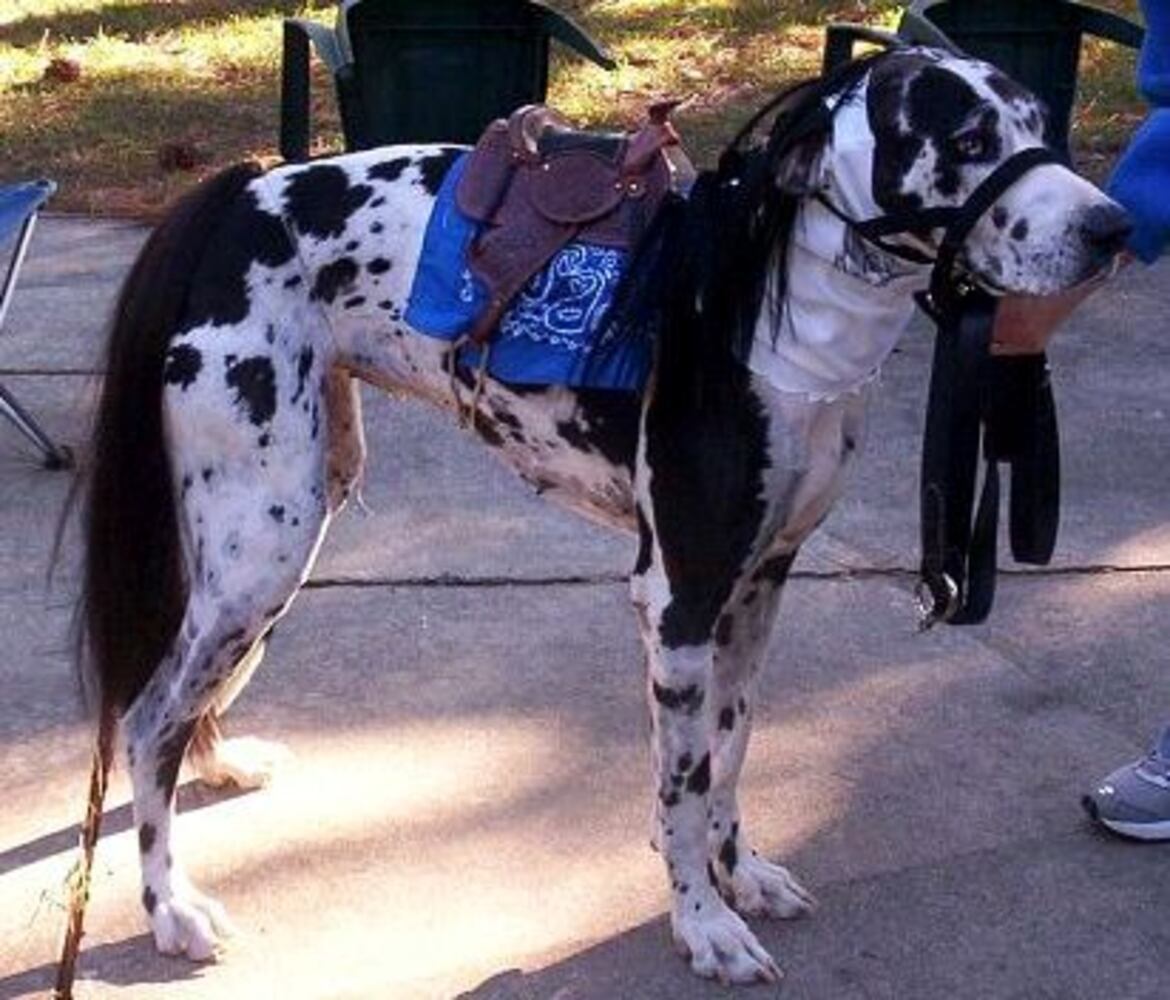 2007 Halloween Pets: Part 3