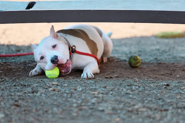 Katuri enjoys playing outside with volunteers in one of the patios at the DeKalb County Animal Shelter. There were 537 dogs in the shelter Friday compared to a target population of 475, a number that has remained relatively steady over the past year. (Miguel Martinez /AJC 2024)