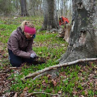 Volunteers dig up native tree seedlings as part of a collection effort Wednesday, April 22, 2026, in Newport, R.I. (AP Photo/Joshua A. Bickel)