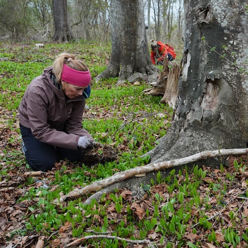 Volunteers dig up native tree seedlings as part of a collection effort Wednesday, April 22, 2026, in Newport, R.I. (AP Photo/Joshua A. Bickel)