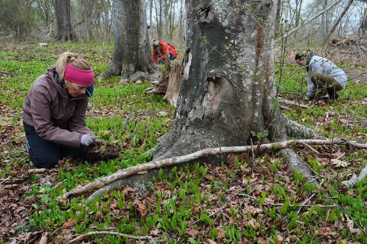 Volunteers dig up native tree seedlings as part of a collection effort Wednesday, April 22, 2026, in Newport, R.I. (AP Photo/Joshua A. Bickel)