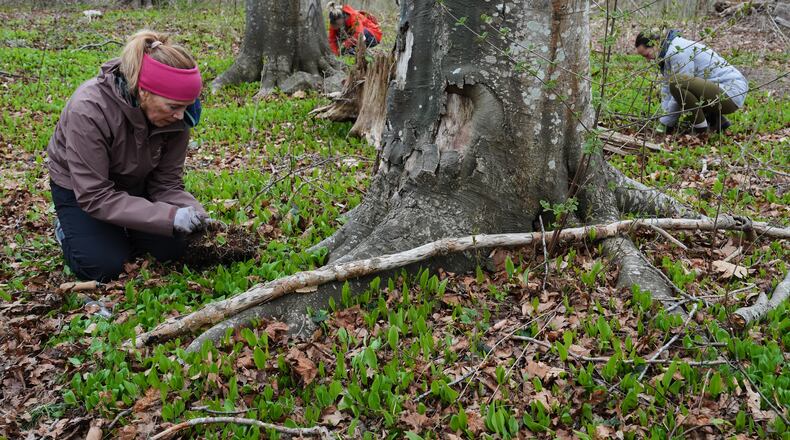 Volunteers dig up native tree seedlings as part of a collection effort Wednesday, April 22, 2026, in Newport, R.I. (AP Photo/Joshua A. Bickel)