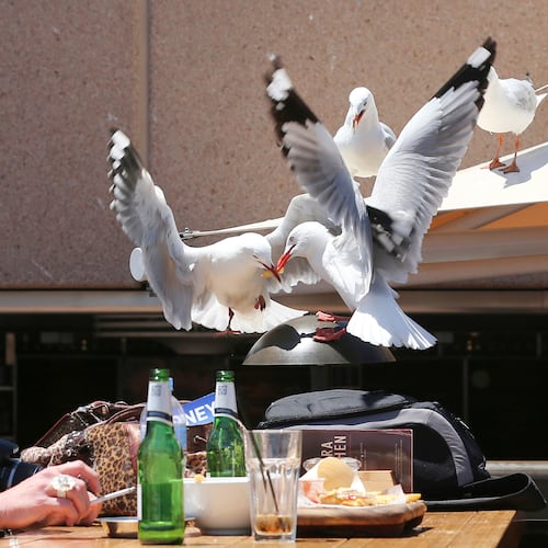 FILE - A woman watches as two seagulls fight over a chip stolen off her lunch plate in Sydney, Australia Wednesday, Nov. 6, 2013. (AP Photo/Rob Griffith, file)