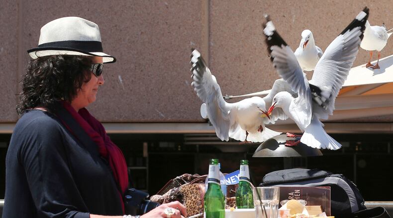 FILE - A woman watches as two seagulls fight over a chip stolen off her lunch plate in Sydney, Australia Wednesday, Nov. 6, 2013. (AP Photo/Rob Griffith, file)
