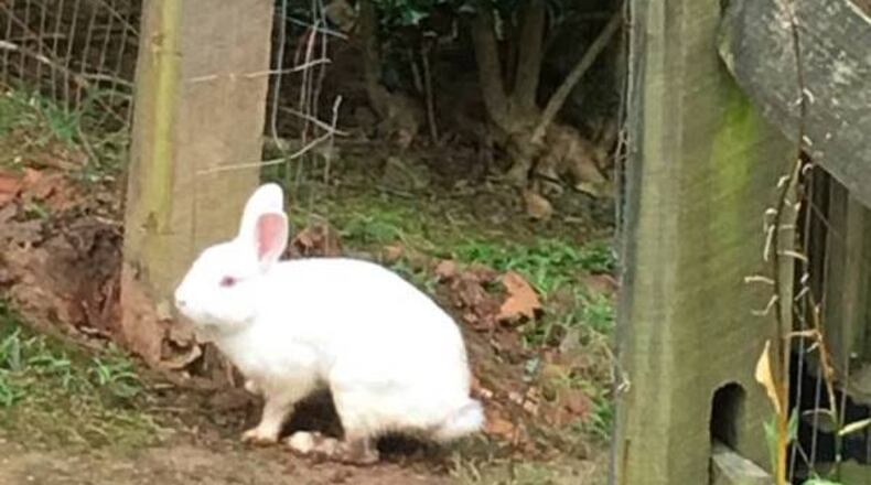 A white bunny on the loose in Acworth, was rescued by the bunny brigade from Georgia House Rabbit Society.