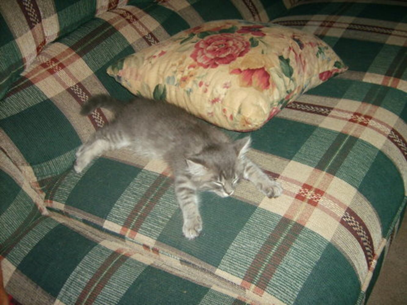 Atlanta's Cutest Kittens