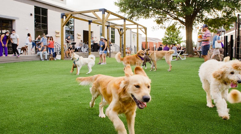 Skiptown, an upscale dog park whose Charlotte location is seen here, soon will open a social club in the Kirkwood neighborhood. (Courtesy of Skiptown)
