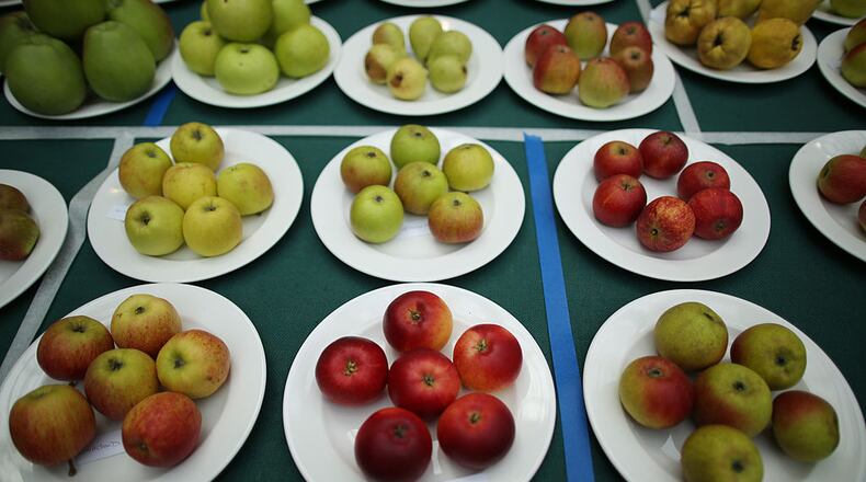 LONDON, ENGLAND - OCTOBER 09: Plates of prize winning apples are displayed at the Royal Horticultural Society (RHS) Harvest Festival Show on October 9, 2013 in London, England. The nation's enthusiasts are showcasing their finest home grown fruit and vegetables for two days at the RHS Horticultural Hall. (Photo by Peter Macdiarmid/Getty Images)