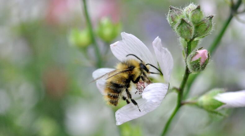 Bee City USA has renewed Norcross’ Bee City certification for the scond year. (Courtesy Bee City USA)