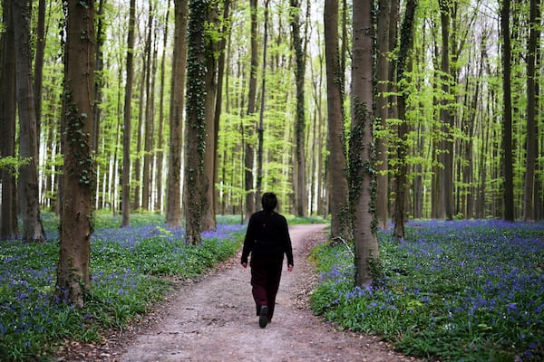 A woman walks on a path with Bluebells, also known as wild hyacinth, in the Hallerbos forest, south of Brussels, Belgium, on Tuesday, April 22, 2025. (AP Photo/Virginia Mayo)