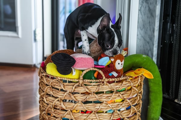 Beanie, formerly named RuPaw, plays with a toy in Woodstock, Ga., on Friday, Jan. 16, 2026. Animal Planet's 22nd annual Puppy Bowl will feature the Atlanta Boston terrier puppy who is a rescue from Bosley's Place. (Abbey Cutrer/AJC)