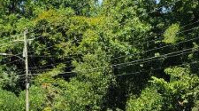 Tom Peterman wants this tree removed soon.