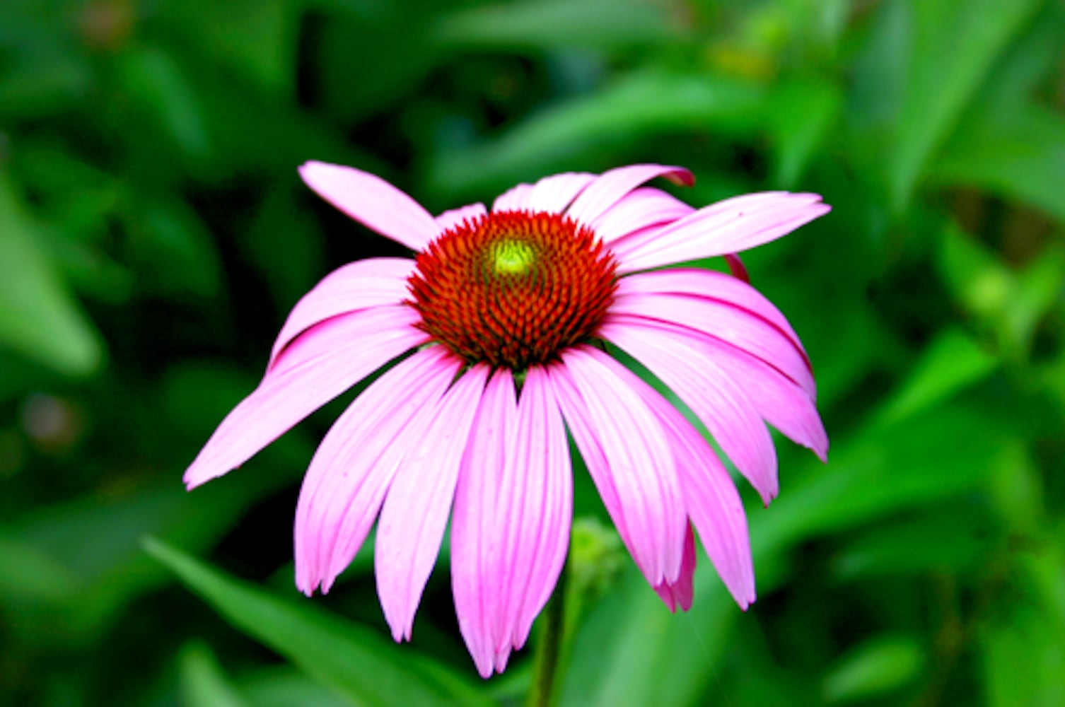 Drought-tolerant plants for Atlanta gardens