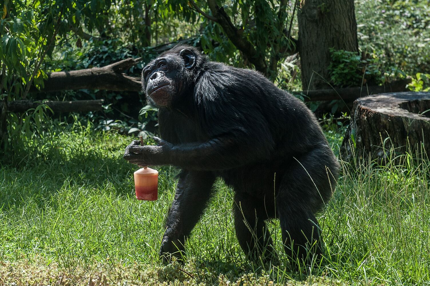 Summertime photos: Animals chill out at zoos