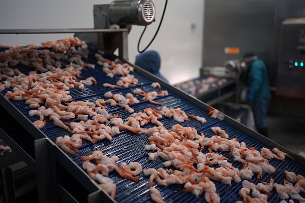 Shrimp are prepared for shipping at the Bowers Shrimp Processing plant, Wednesday, April 9, 2025, in Palacios, Texas. (AP Photo/Eric Gay)