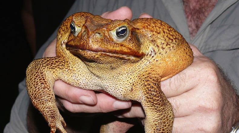 Cane toads can be lethal to unsuspecting pets. The invasive species is found in Florida and has been spotted sporadically in Georgia