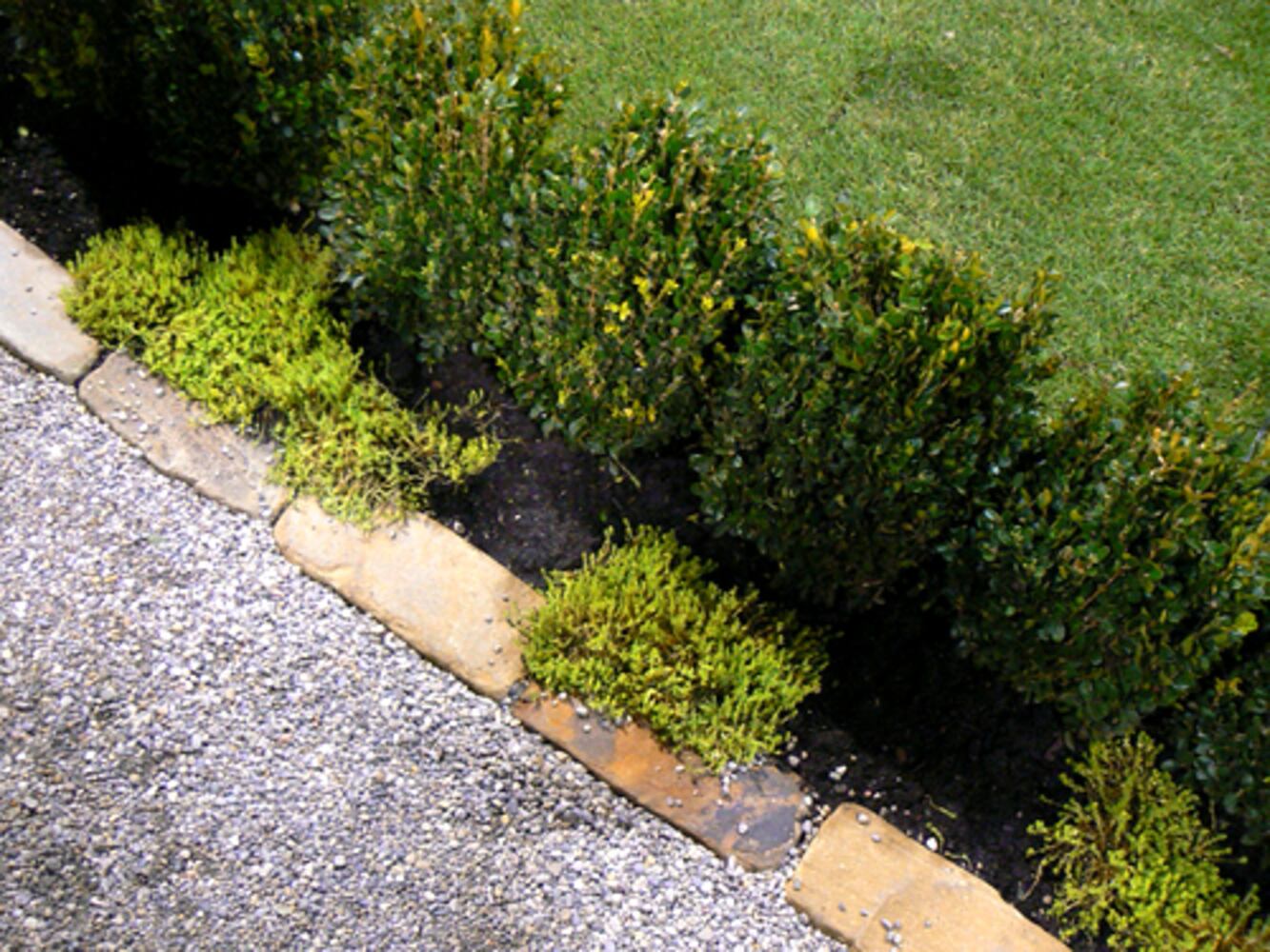 When grass won't grow, consider these alternatives