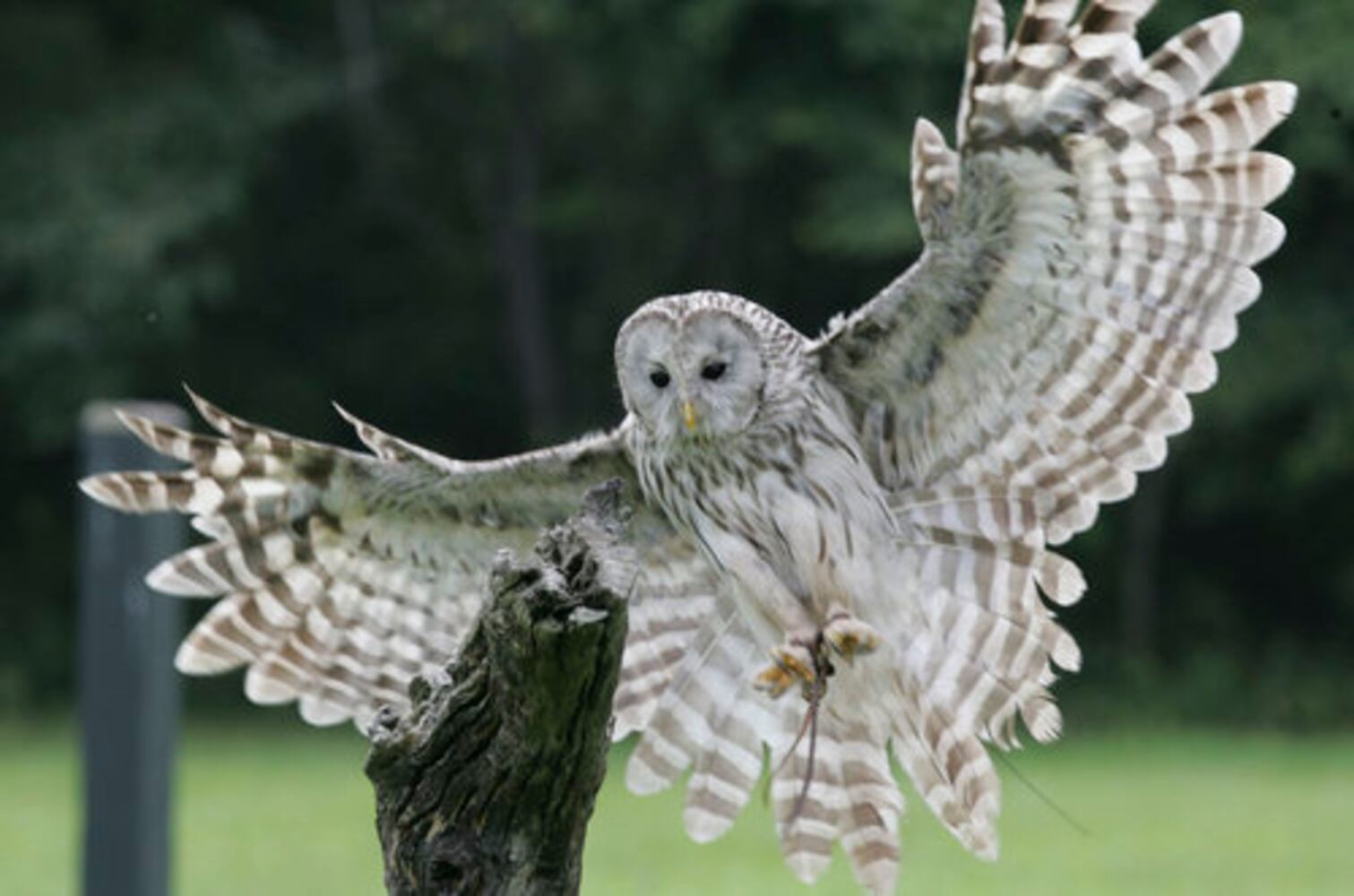 In South Carolina, injured birds of prey fly again