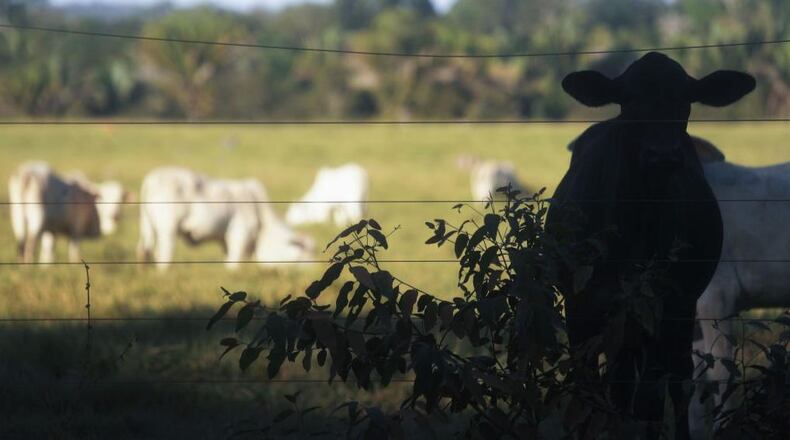 Cows were wandering around a New York interstate after an early morning crash Friday.