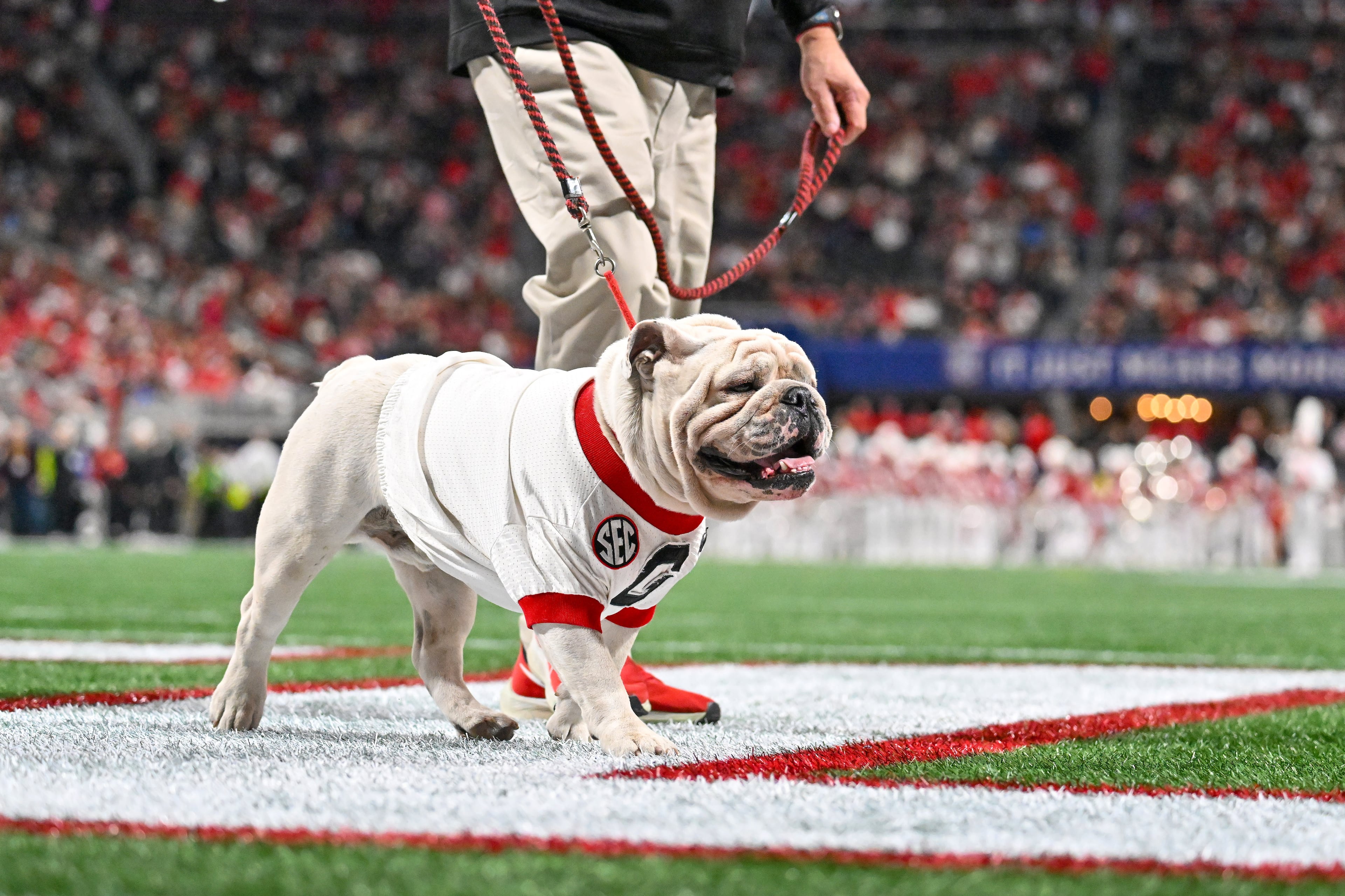 Georgia mascot Uga X walks the field during the SEC Championship game against Alabama at Mercedes-Benz Stadium, Saturday, Dec. 6, 2025, in Atlanta. (Hyosub Shin / AJC)