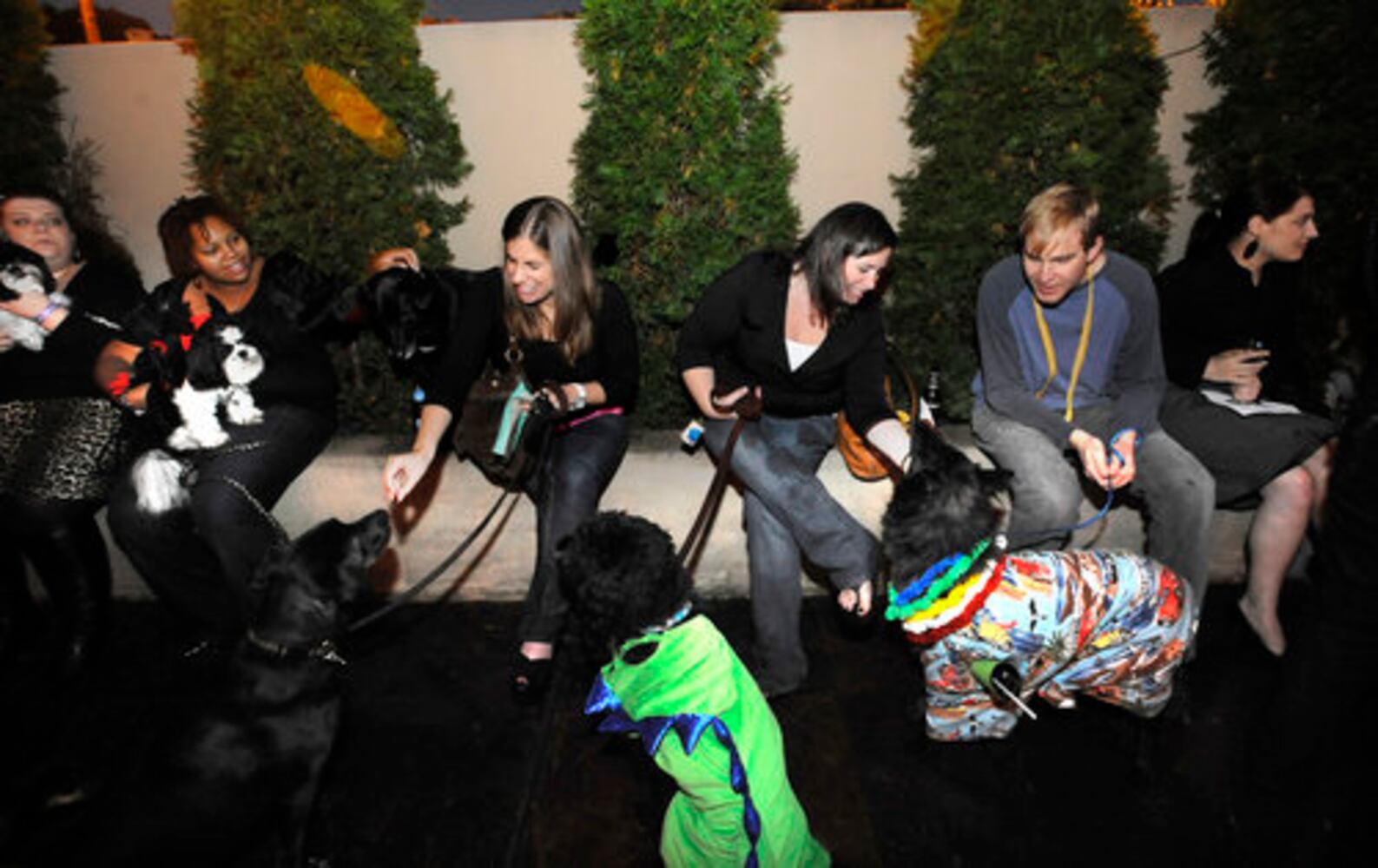 Dogs audition for 'It's Me or the Dog'