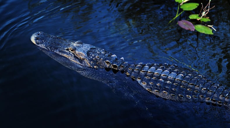 What is common in Florida was odd in Kansas -- an alligator on the road.