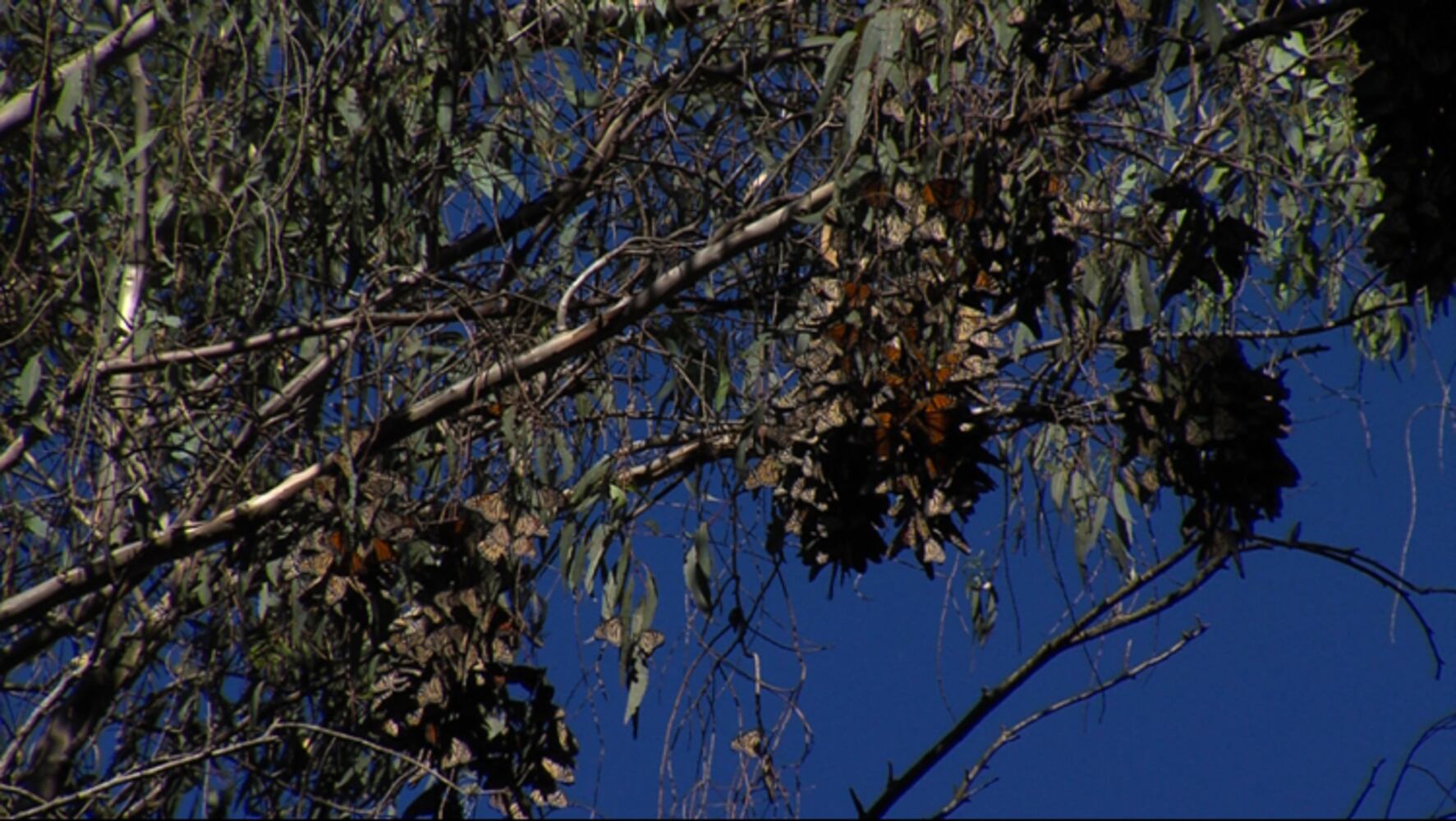 Monarch Butterfly Natural Preserve