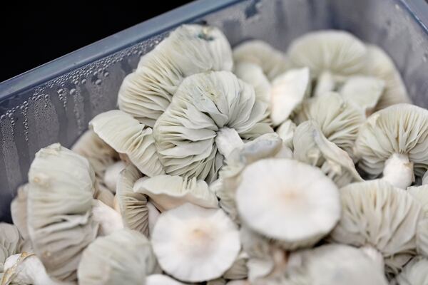 Psilocybe cubensis mushrooms grown to harvest for microdosing sit in a plastic box Wednesday, March 26, 2025, in Olympia, Wash. (AP Photo/Lindsey Wasson)