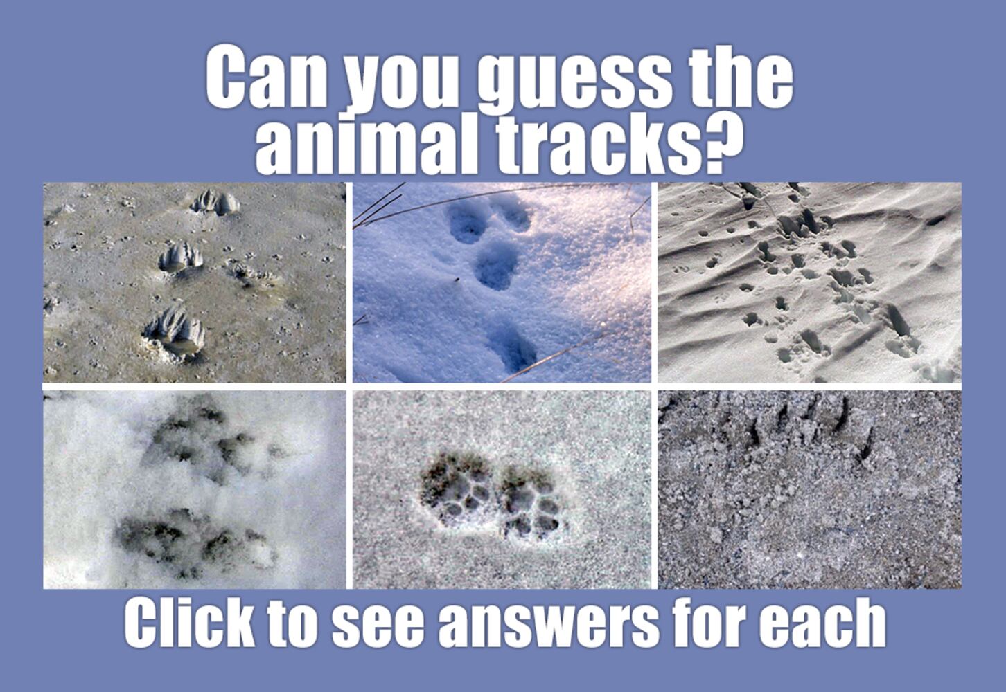 Can you identify these animal tracks?