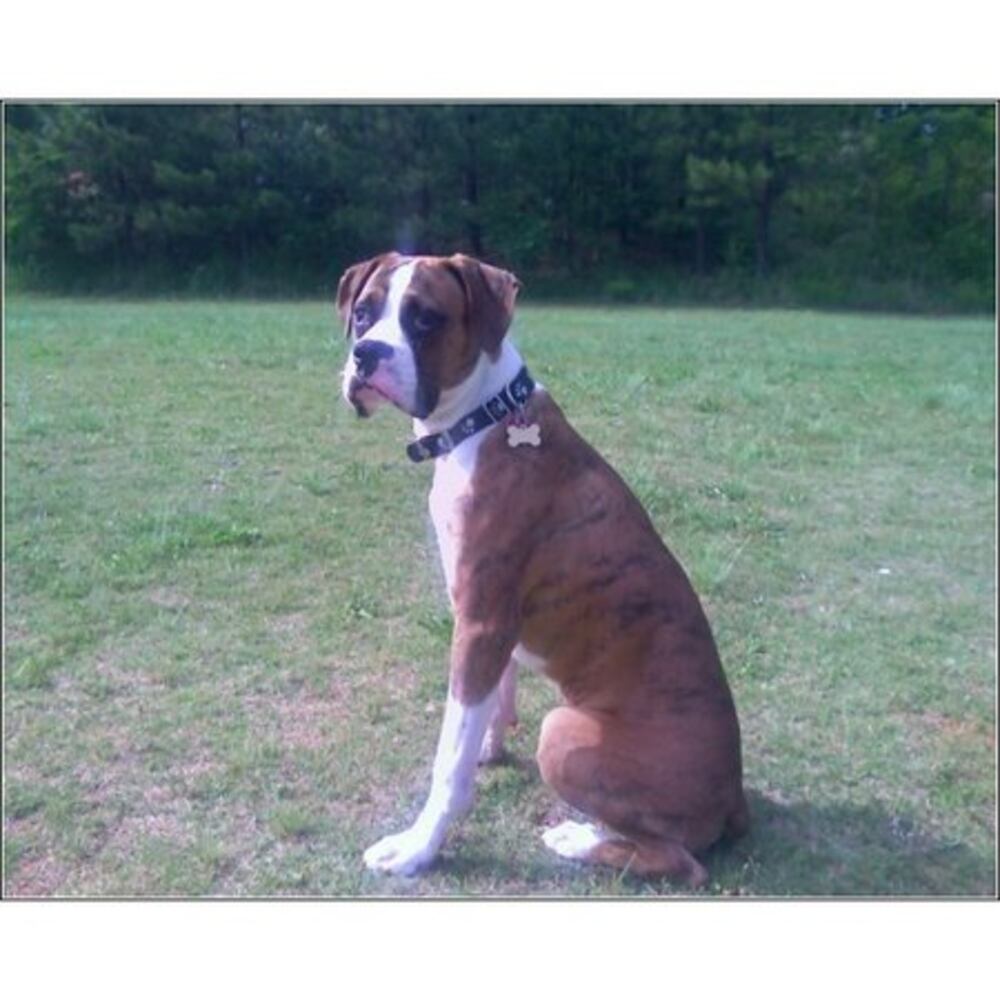 Atlanta's Top Dogs: 5. Boxers