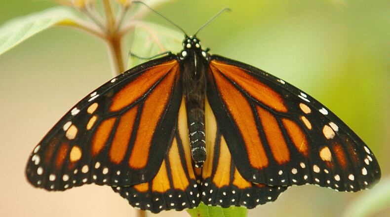 Monarch butterflies, like the one pictured here, may be going extinct.