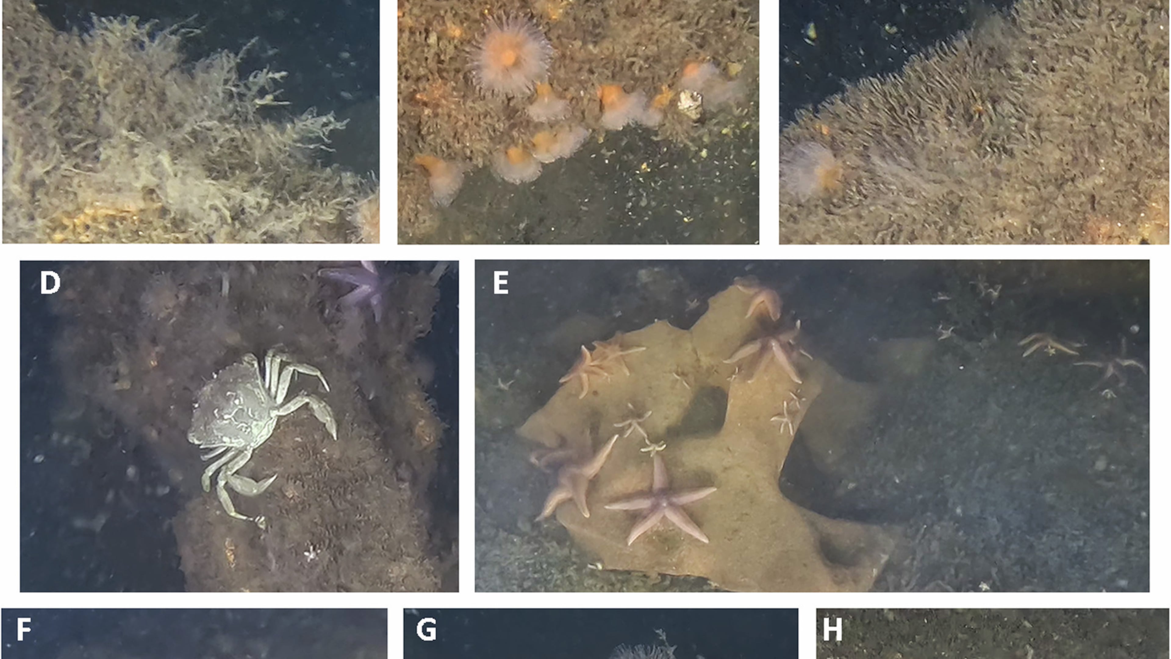 This image provided by Andrey Vedenin shows sea creatures living on dumped World War II explosives in the Baltic Sea. (Andrey Vedenin, GEOMAR via AP)