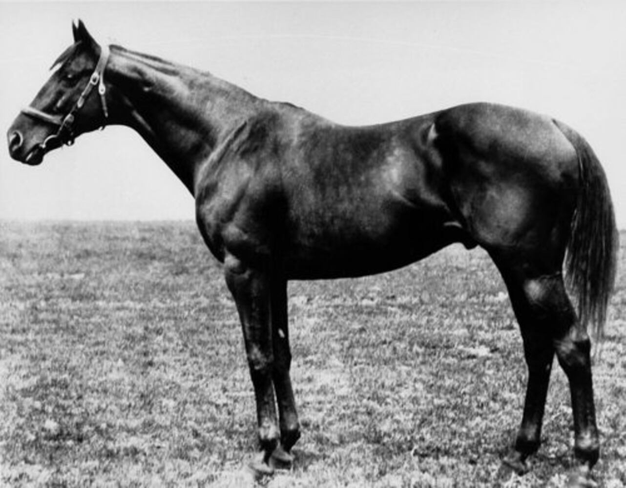 1919: Sir Barton