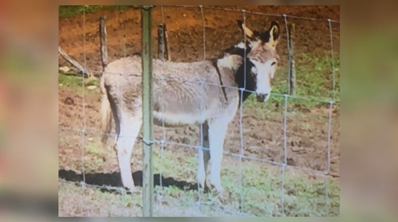 Anna Maria Giacomi was attacked by a donkey she was feeding at a North Georgia commercial farm on Thanksgiving Day in 2015. (Credit: Channel 2 Action News)