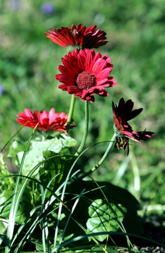 Quick course: What's blooming in metro Atlanta