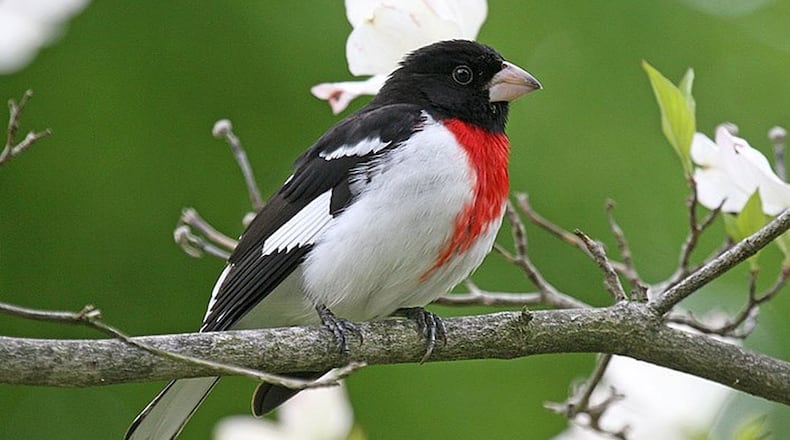 The rose-breasted grosbeak (the male is shown here) is one of dozens of songbird species that migrate through Georgia during April. Many of them will remain in the state to nest; others will merely pass through the state on their way to nesting grounds farther north. CONTRIBUTED BY JOHN HARRISON / WIKIPEDIA / CREATIVE COMMONS