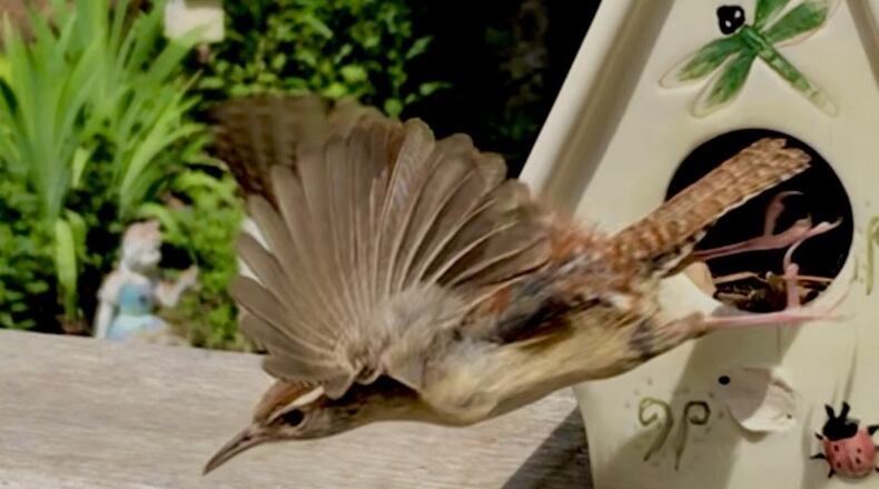 "Early last year, I enjoyed watching this mother wren nesting in my decorative bird house and feeding her babies," wrote Amy Grosklags. "My son captured this frozen image of her."