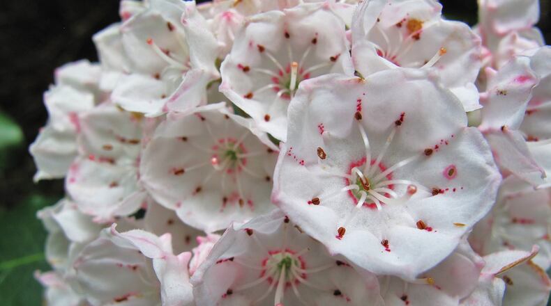 Mountain laurel (Kalmia latifolia) is blooming profusely now in Georgia. Its showy pink and white flowers, which bloom in great abundance, usher out spring and usher in summer. CONTRIBUTED BY GARY PEEPLES/U.S. FISH AND WILDLIFE SERVICE
