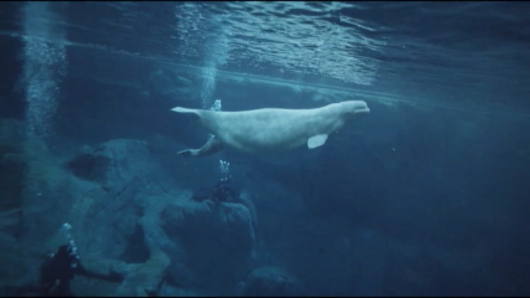 Beluga whale calf born at Georgia Aquarium dies