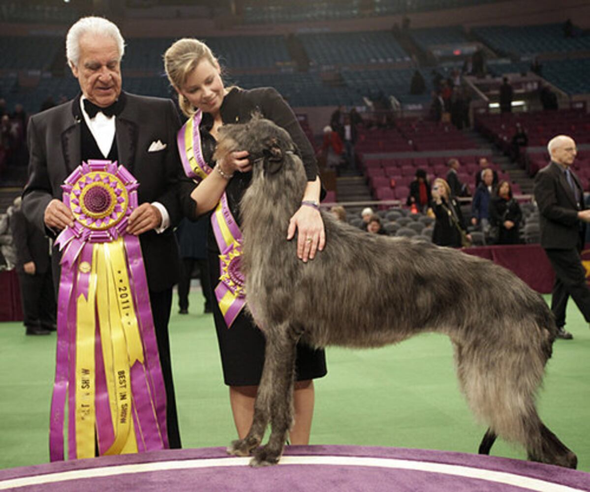 Westminster Dog Show