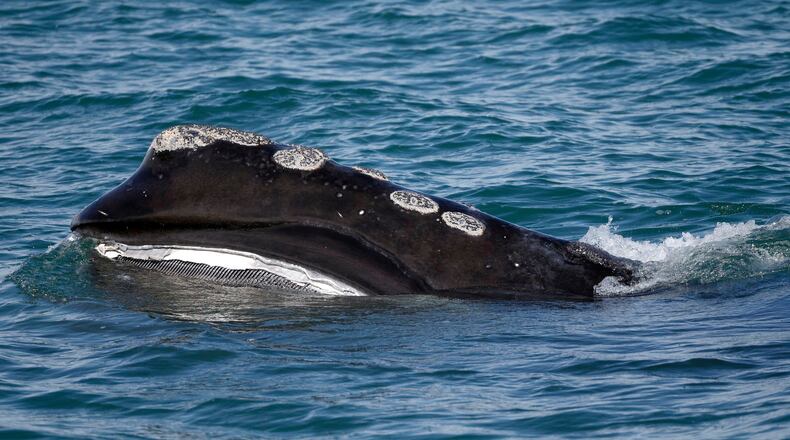 FILE - A North Atlantic right whale feeds on the surface of Cape Cod bay off the coast of Plymouth, Mass., March 28, 2018. (AP Photo/Michael Dwyer, File)
