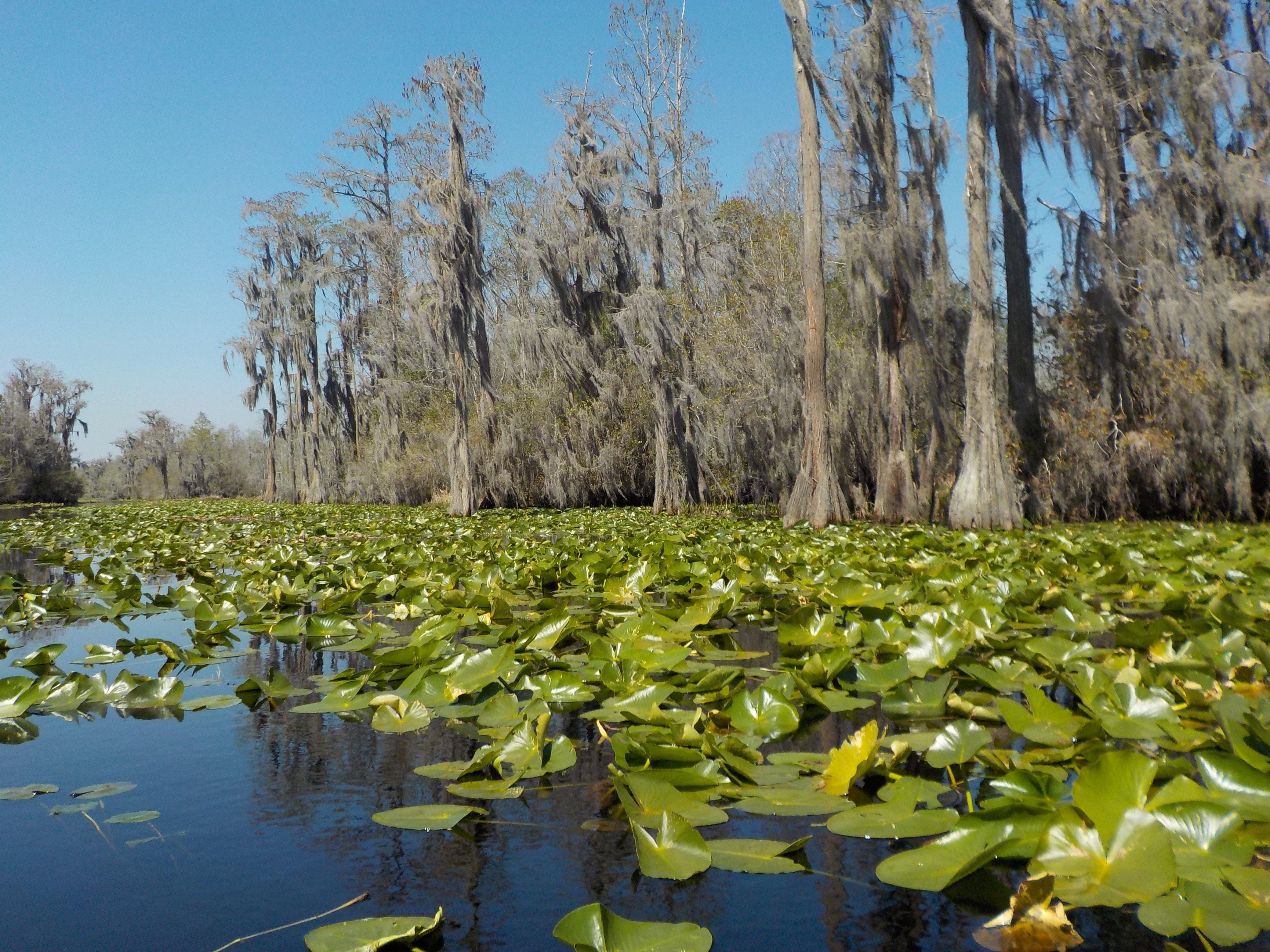Water lilies grow abundantly in Okefenokee Swamp. (Steve Stephens/The Atlanta Journal Constitution)