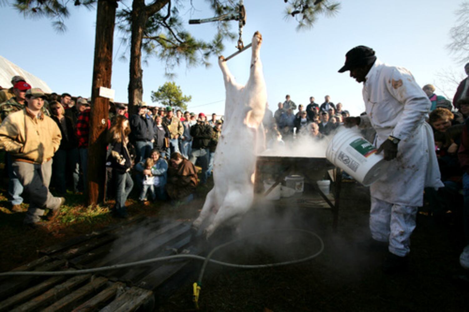 Old South 'hog killing'
