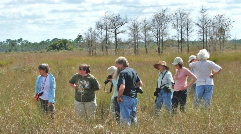 Members of Georgia Botanical Society explore a wet prairie in the Big Cypress National Preserve, Fla., for blooming wildflowers.